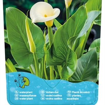 Zantedeschia aethiopica