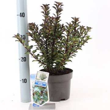 Ilex x meserveae GENTLE