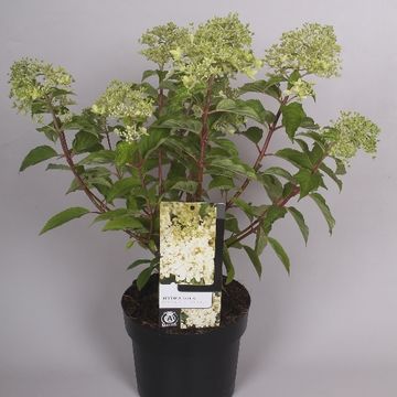Hydrangea paniculata 'Unique'