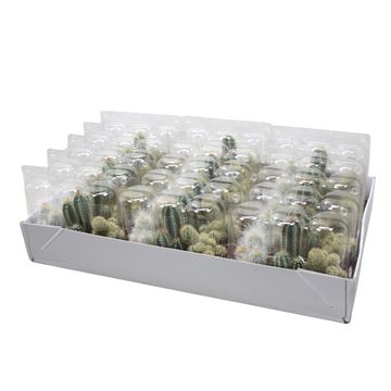 Cactus MIX