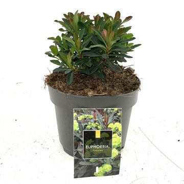 Euphorbia amygdaloides 'Purpurea'