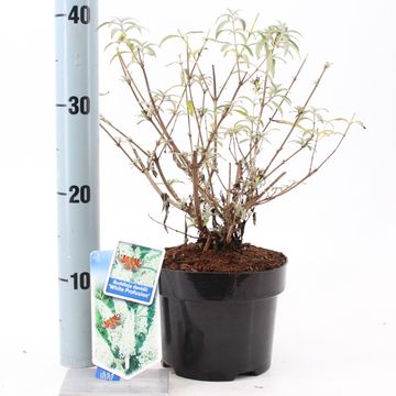 Buddleja davidii 'Вайт Профьюжн'