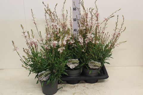 Gaura lindheimeri 'Graceful White'