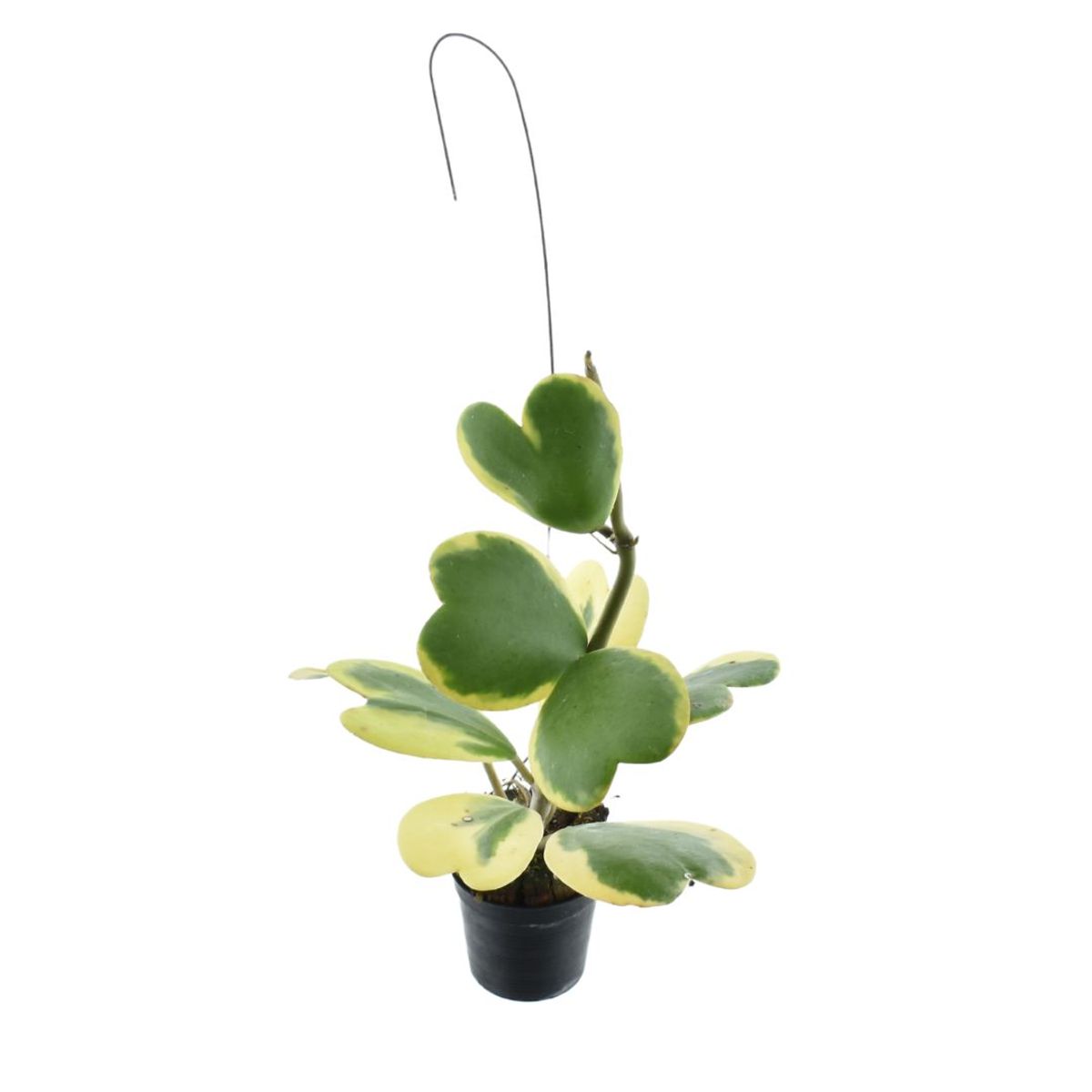 Hoya kerrii 'Variegata'  Plant Wholesale FlorAccess