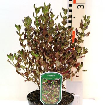 Coprosma repens PACIFIC NIGHT