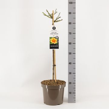 Rosa EYE OF THE TIGER