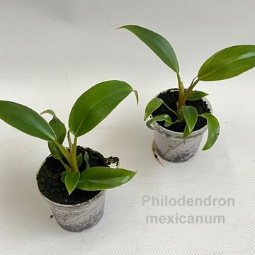 Philodendron mexicanum