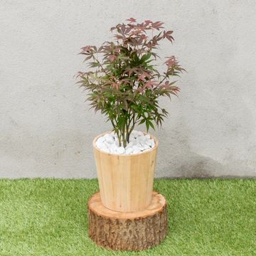 Acer palmatum 'Атропурпуреум'