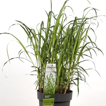 Miscanthus x giganteus