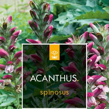 Acanthus spinosus
