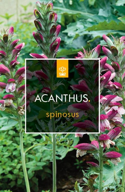 Acanthus spinosus