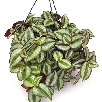 Tradescantia pallida 'Purple Heart'