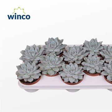 Echeveria 'Blue Bird'