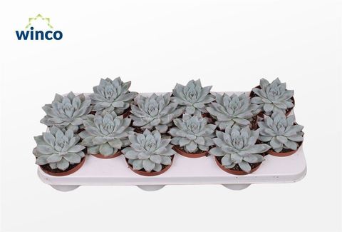 Echeveria 'Blue Bird'