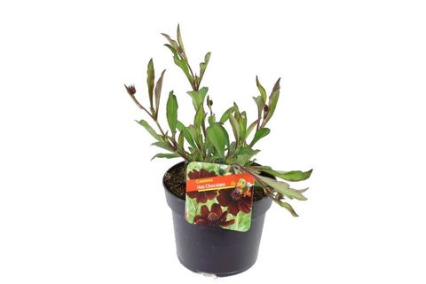 Cosmos atrosanguineus 'Hot Chocolate'