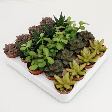 Suculentas MIX