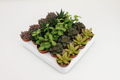 Sukulenty MIX