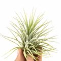 Tillandsia ionantha