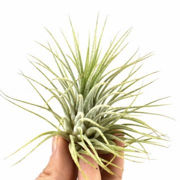 Tillandsia ionantha