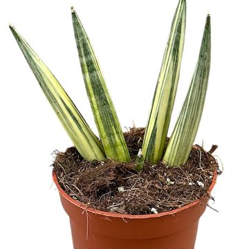 Sansevieria 'Boncel Variegata'