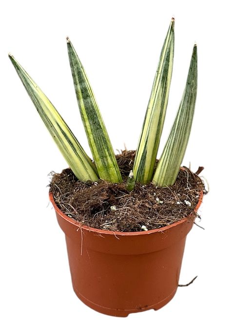 Sansevieria 'Boncel Variegata'