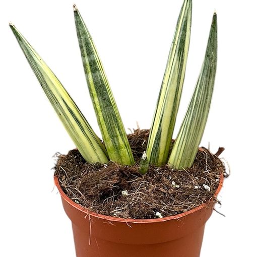 Sansevieria 'Boncel Variegata'