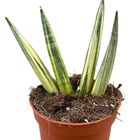 Sansevieria 'Boncel Variegata'