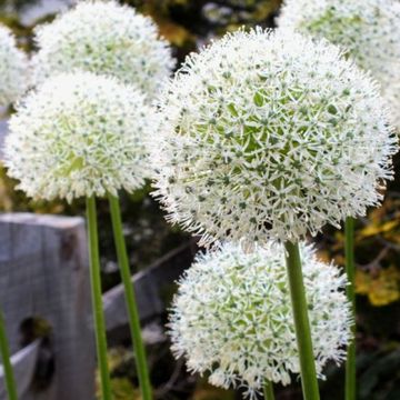 Allium 'White Giant'