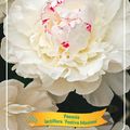Paeonia 'Festiva Maxima'