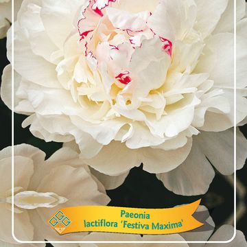 Paeonia 'Festiva Maxima'