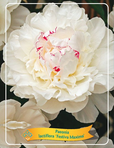 Paeonia 'Festiva Maxima'