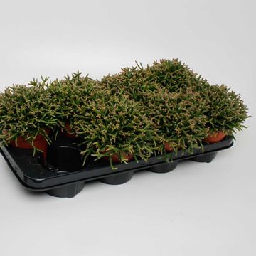 Rhipsalis burchellii