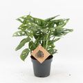 Monstera adansonii