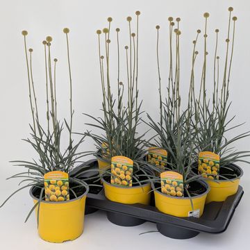 Craspedia globosa 'Golf Beauty'