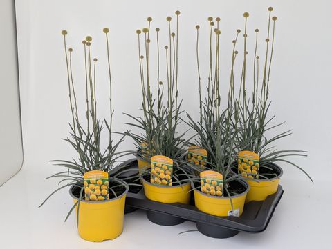 Craspedia globosa 'Golf Beauty'