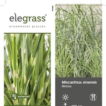 Miscanthus sinensis 'Strictus'