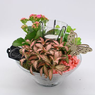 Järjestelyt Houseplants