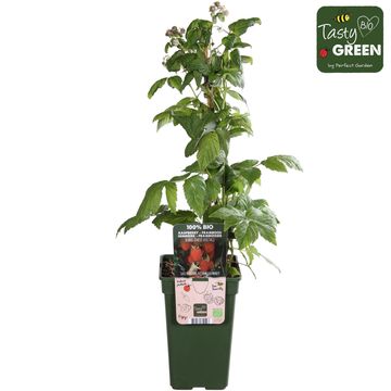 Rubus idaeus 'Heritage'