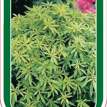 Choisya ternata GOLDFINGERS