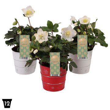Helleborus niger 'Christmas Carol'