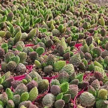 Adromischus marianae herrei 'Red Coral'