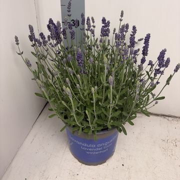 Lavandula angustifolia BLUE SCENT EARLY