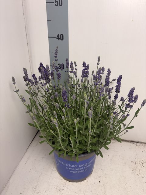 Lavandula angustifolia BLUE SCENT EARLY
