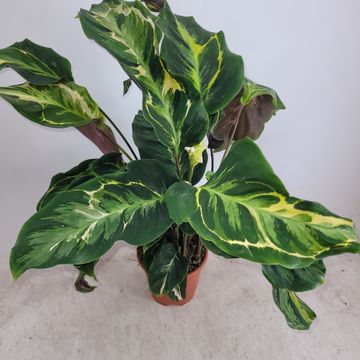 Calathea 'Confusion'