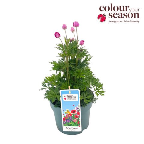 Anemone x lesseri SPRING BEAUTY MIX