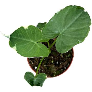 Xanthosoma sagittifolium 'Variegatum Monstrosum'