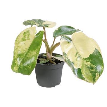 Филодендрон burle-marxii 'Variegata'