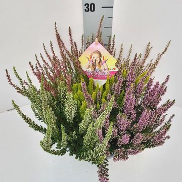 Calluna vulgaris BEAUTY LADIES MIX IN POT