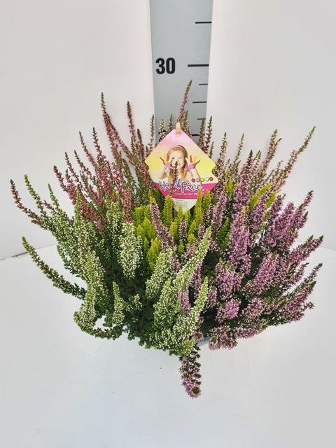 Calluna vulgaris BEAUTY LADIES MIX IN POT