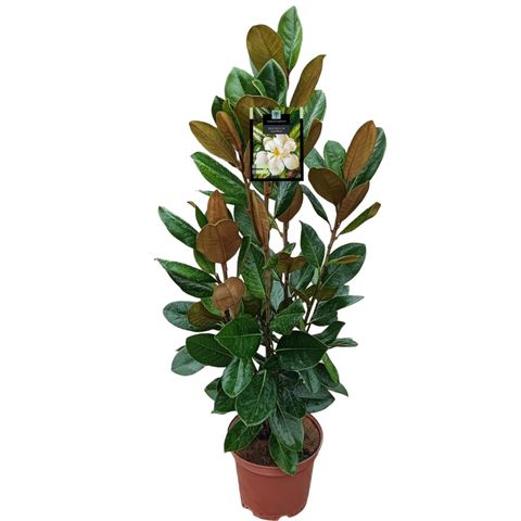 Magnolia grandiflora 'François Treyve'